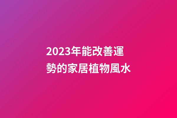 2023年能改善運勢的家居植物風水