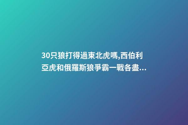 30只狼打得過東北虎嗎,西伯利亞虎和俄羅斯狼爭霸一戰各盡殺招-第1張-觀點-玄機派