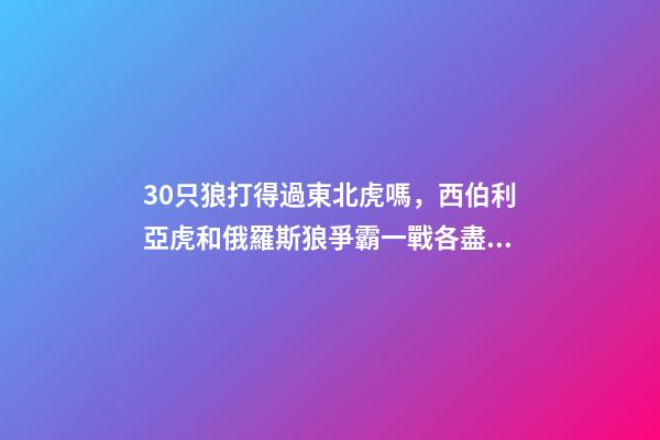 30只狼打得過東北虎嗎，西伯利亞虎和俄羅斯狼爭霸一戰各盡殺招-第1張-觀點-玄機派