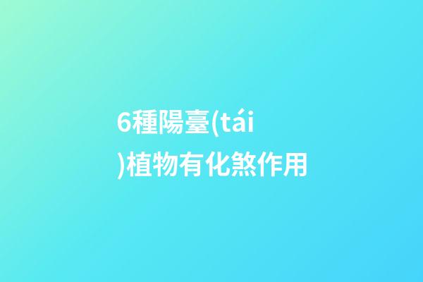 6種陽臺(tái)植物有化煞作用