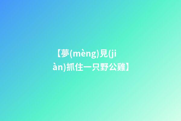 【夢(mèng)見(jiàn)抓住一只野公雞】