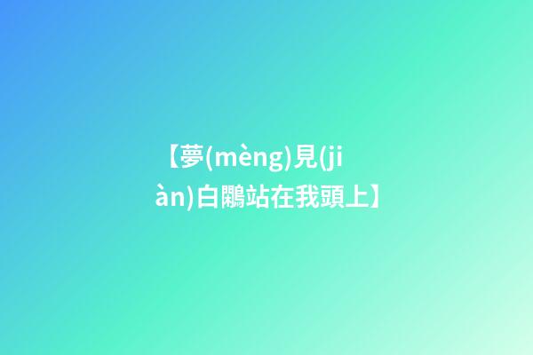 【夢(mèng)見(jiàn)白鷴站在我頭上】