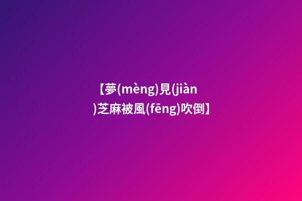 【夢(mèng)見(jiàn)芝麻被風(fēng)吹倒】