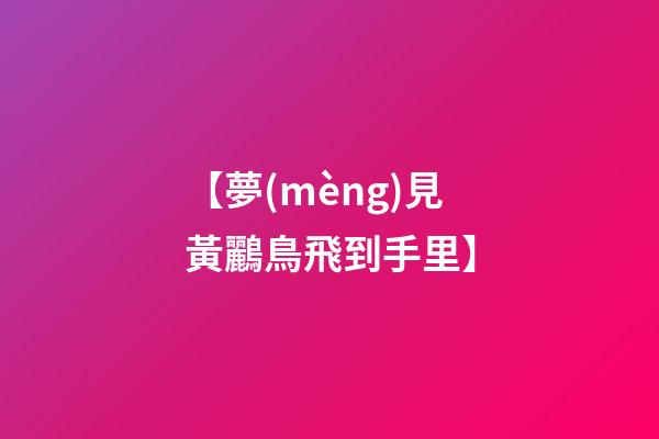【夢(mèng)見黃鸝鳥飛到手里】