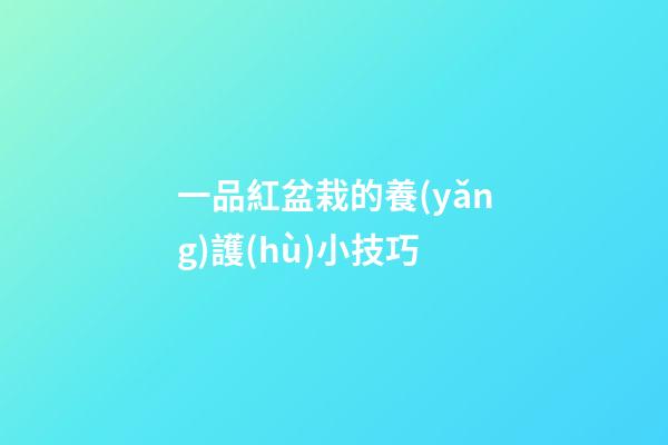 一品紅盆栽的養(yǎng)護(hù)小技巧