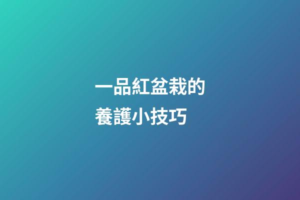 一品紅盆栽的養護小技巧