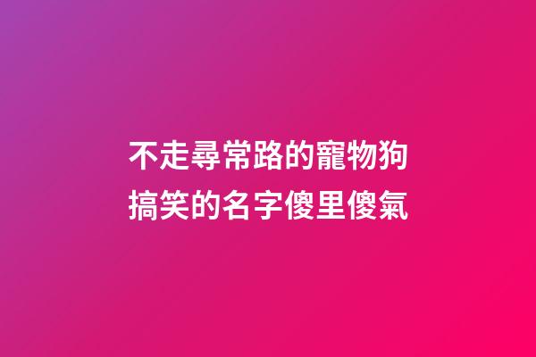 不走尋常路的寵物狗搞笑的名字傻里傻氣