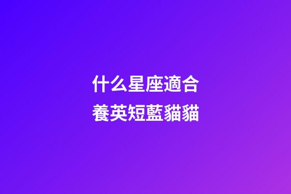 什么星座適合養英短藍貓貓