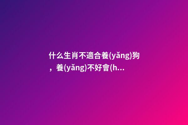什么生肖不適合養(yǎng)狗，養(yǎng)不好會(huì)損害主人運(yùn)勢(shì)