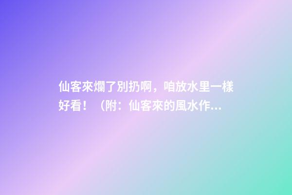仙客來爛了別扔啊，咱放水里一樣好看！（附：仙客來的風水作用）