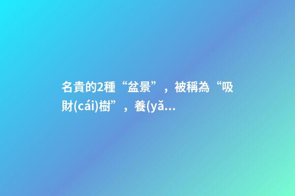 名貴的2種“盆景”，被稱為“吸財(cái)樹”，養(yǎng)家里寓意好，莖干好看