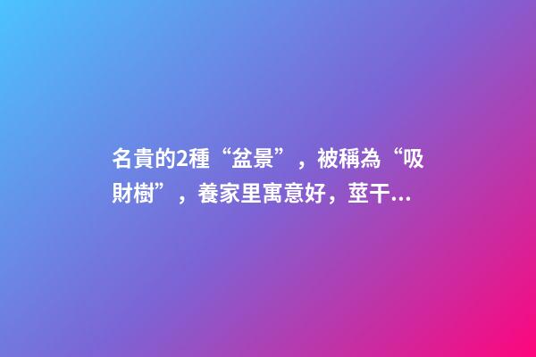 名貴的2種“盆景”，被稱為“吸財樹”，養家里寓意好，莖干好看