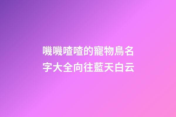 嘰嘰喳喳的寵物鳥名字大全向往藍天白云