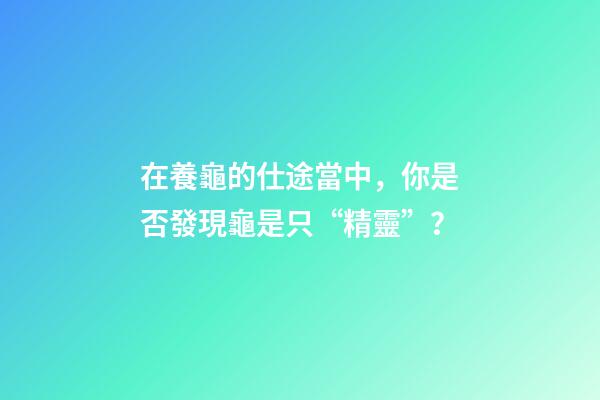 在養龜的仕途當中，你是否發現龜是只“精靈”？