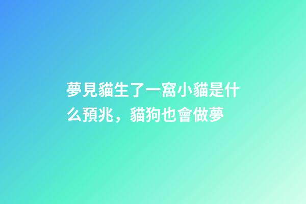 夢見貓生了一窩小貓是什么預兆，貓狗也會做夢