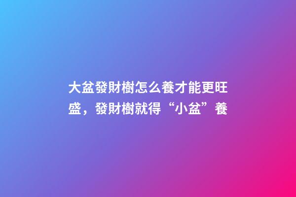 大盆發財樹怎么養才能更旺盛，發財樹就得“小盆”養-第1張-觀點-玄機派