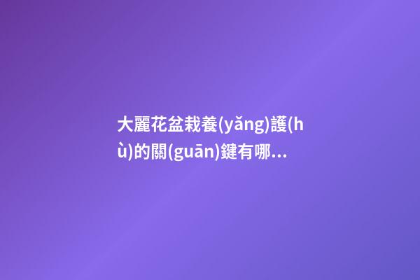 大麗花盆栽養(yǎng)護(hù)的關(guān)鍵有哪些