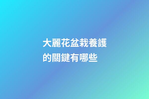 大麗花盆栽養護的關鍵有哪些