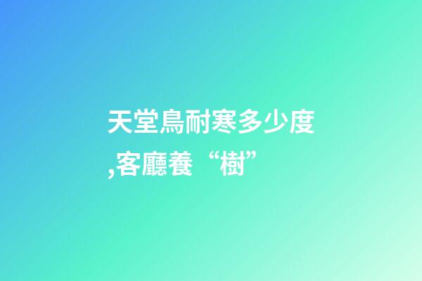 天堂鳥耐寒多少度,客廳養“樹”-第1張-觀點-玄機派