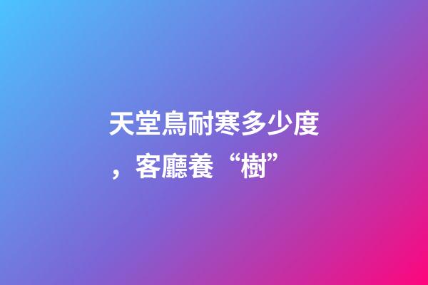 天堂鳥耐寒多少度，客廳養“樹”-第1張-觀點-玄機派