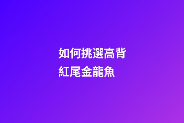 如何挑選高背紅尾金龍魚?