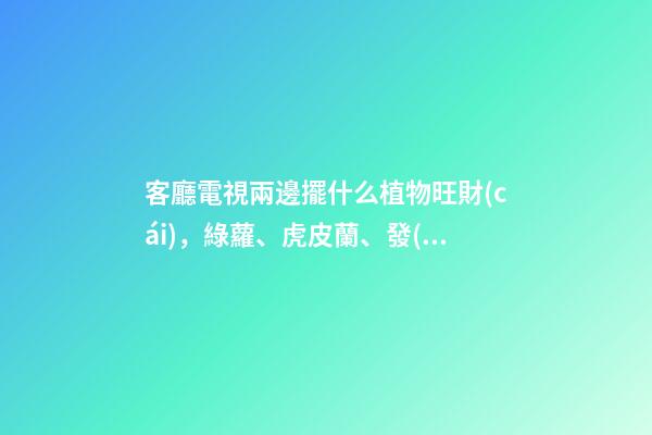 客廳電視兩邊擺什么植物旺財(cái)，綠蘿、虎皮蘭、發(fā)財(cái)樹