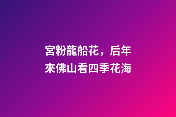 宮粉龍船花，后年來佛山看四季花海-第1張-觀點(diǎn)-玄機(jī)派