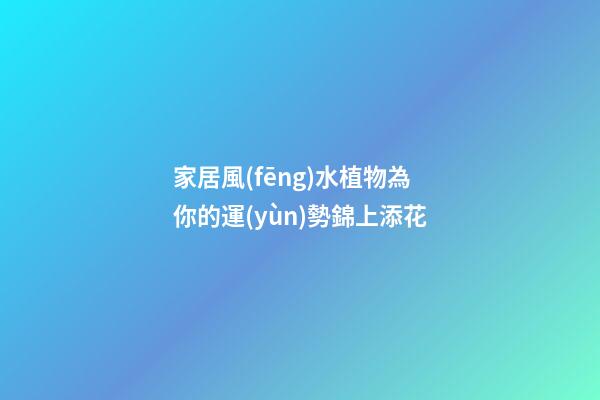 家居風(fēng)水植物為你的運(yùn)勢錦上添花