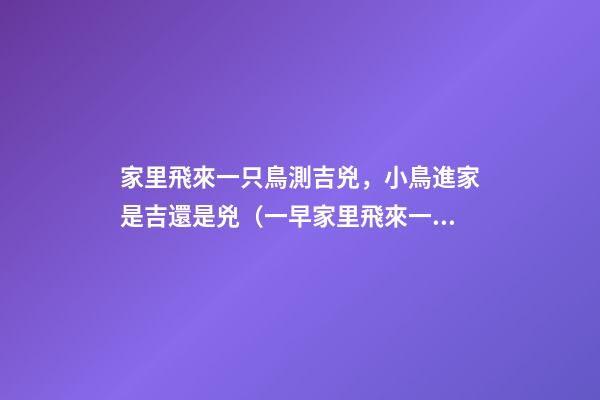 家里飛來一只鳥測吉兇，小鳥進家是吉還是兇（一早家里飛來一只鳥測吉兇）