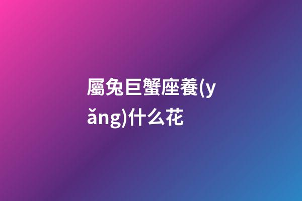 屬兔巨蟹座養(yǎng)什么花-第1張-星座運(yùn)勢(shì)-玄機(jī)派