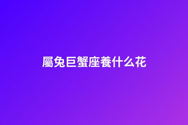 屬兔巨蟹座養什么花