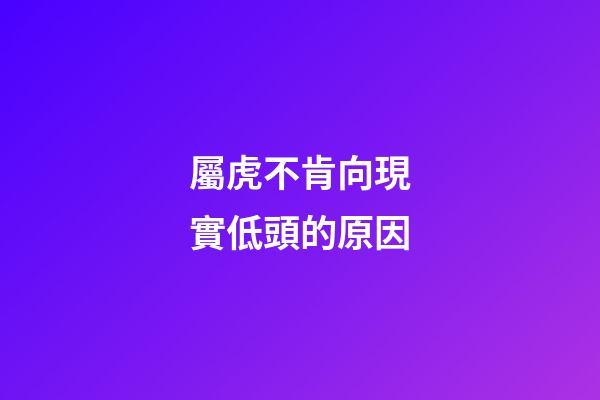 屬虎不肯向現實低頭的原因