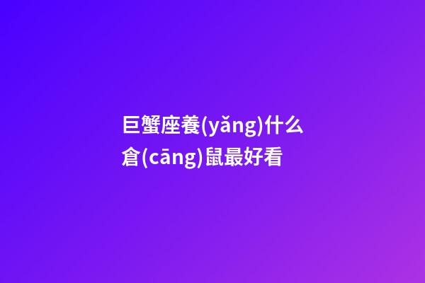 巨蟹座養(yǎng)什么倉(cāng)鼠最好看