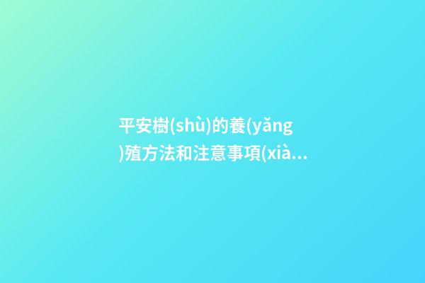 平安樹(shù)的養(yǎng)殖方法和注意事項(xiàng)