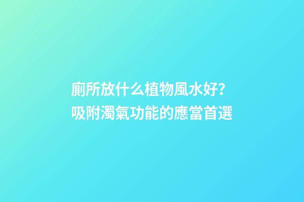 廁所放什么植物風水好？吸附濁氣功能的應當首選
