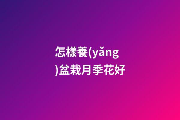 怎樣養(yǎng)盆栽月季花好