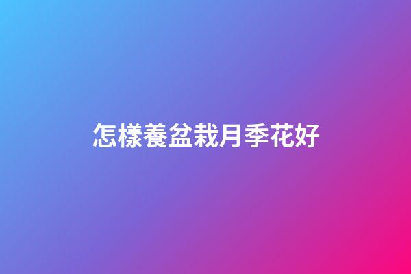 怎樣養盆栽月季花好