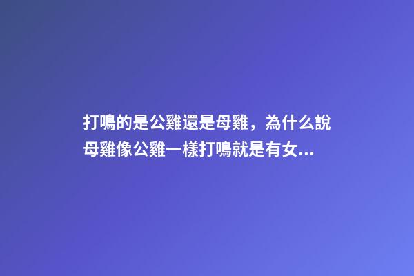 打鳴的是公雞還是母雞，為什么說母雞像公雞一樣打鳴就是有女人篡權亂世-第1張-觀點-玄機派