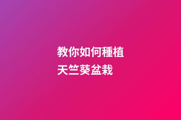 教你如何種植天竺葵盆栽