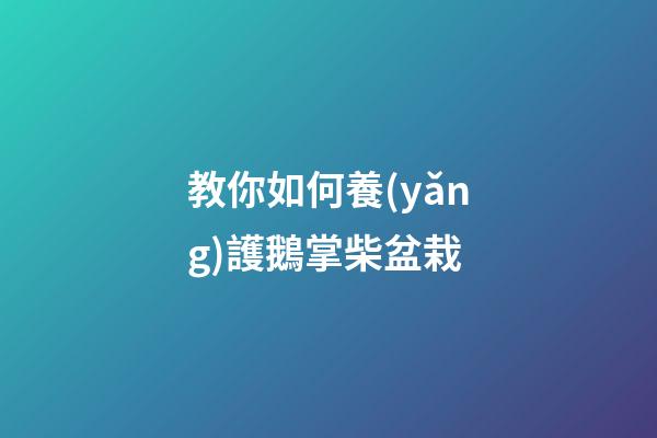 教你如何養(yǎng)護鵝掌柴盆栽