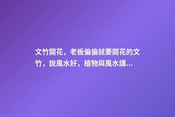 文竹開花，老板偏偏就要開花的文竹，說風水好，植物與風水講究多