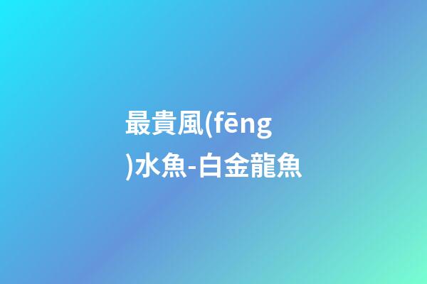 最貴風(fēng)水魚-白金龍魚