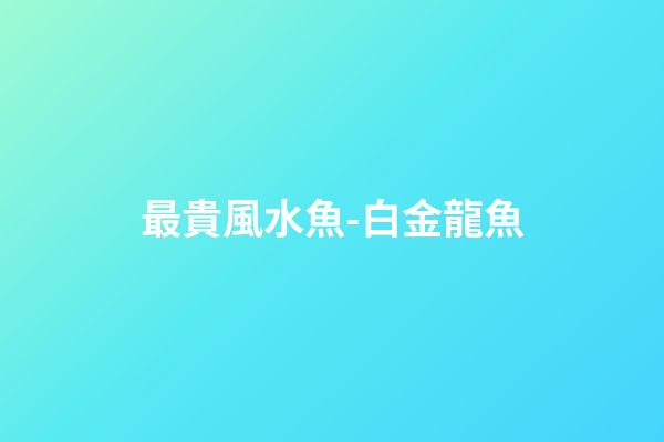 最貴風水魚-白金龍魚