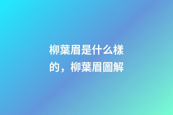 柳葉眉是什么樣的，柳葉眉圖解