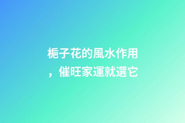 梔子花的風水作用，催旺家運就選它