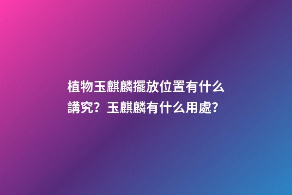 植物玉麒麟擺放位置有什么講究？玉麒麟有什么用處？