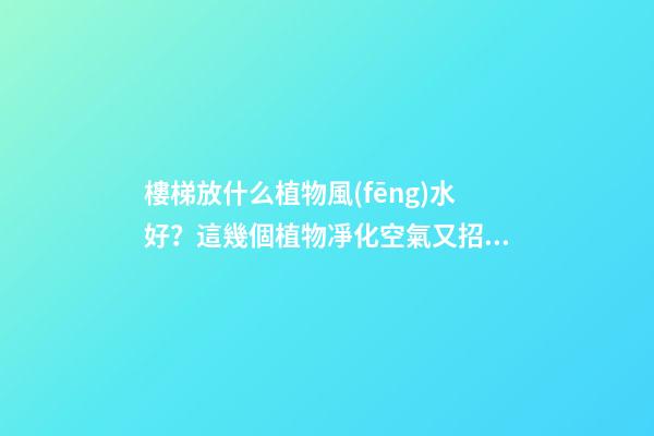 樓梯放什么植物風(fēng)水好？這幾個植物凈化空氣又招財！！
