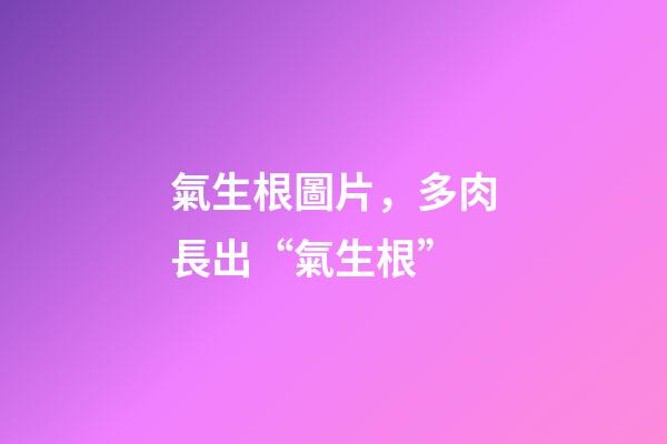 氣生根圖片，多肉長出“氣生根”-第1張-觀點-玄機派