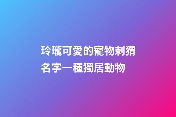 玲瓏可愛的寵物刺猬名字一種獨居動物