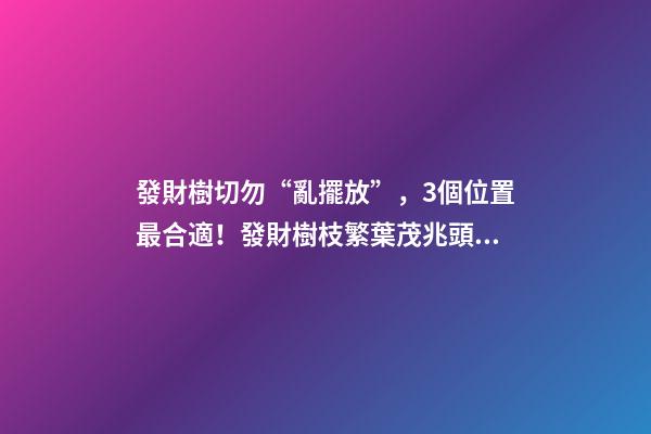 發財樹切勿“亂擺放”，3個位置最合適！發財樹枝繁葉茂兆頭好